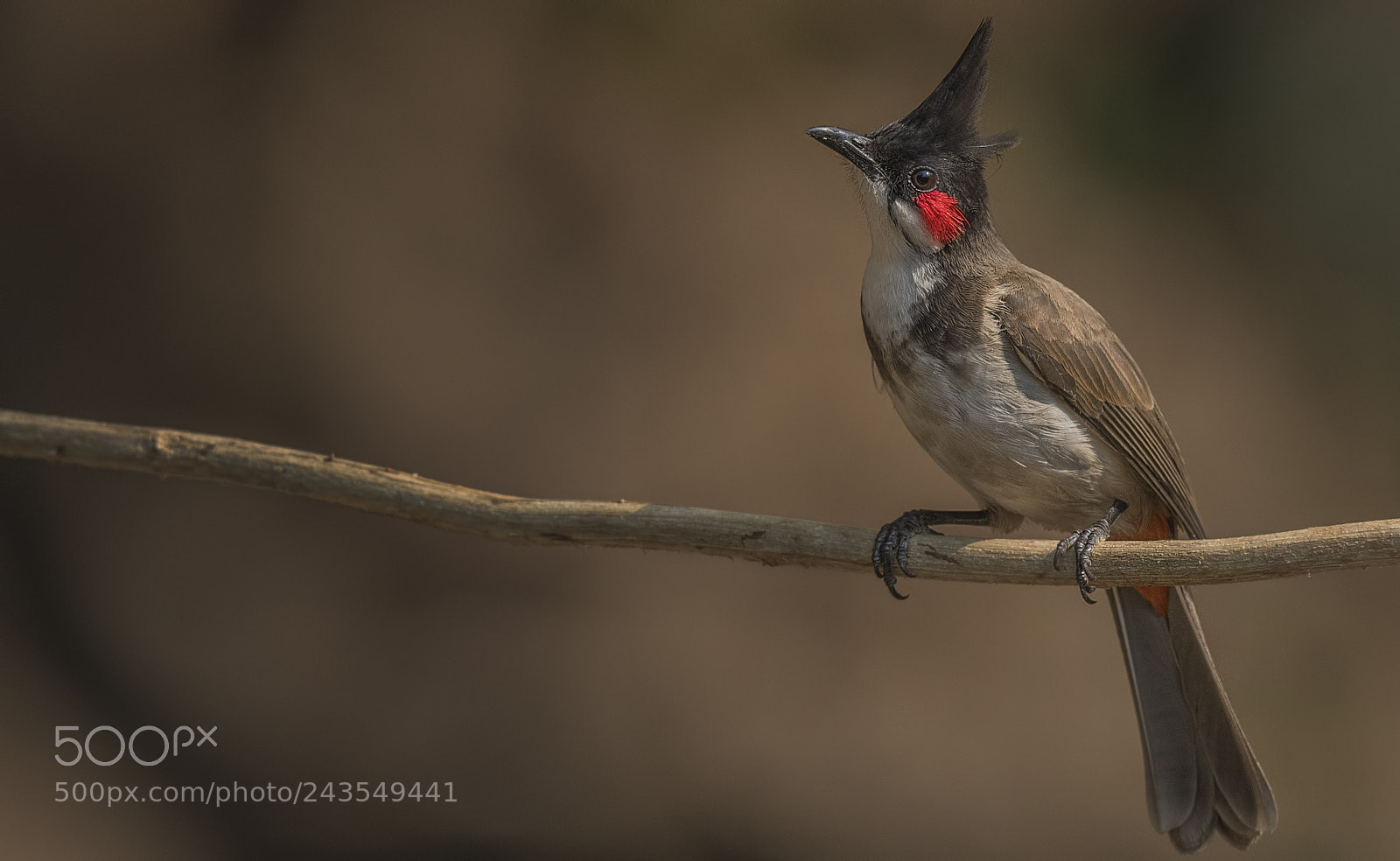Nikon D500 sample photo. Red whiskered bulbul photography