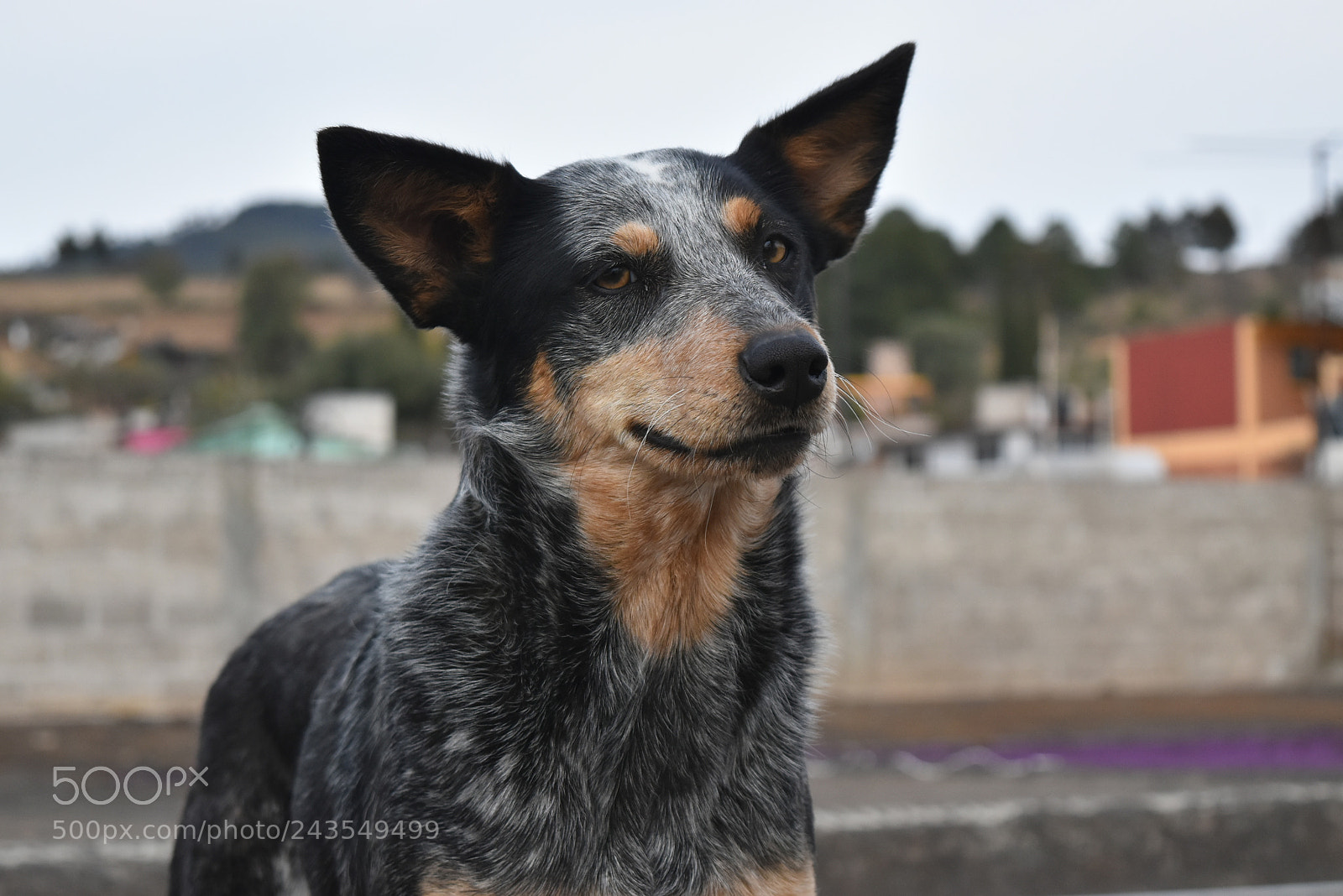 Nikon D5500 sample photo. Dog photography