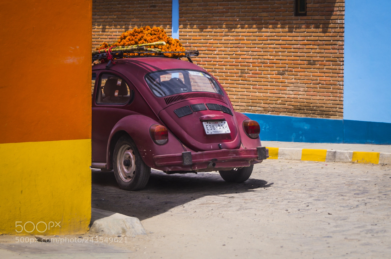 Sony SLT-A57 sample photo. Half red beetle with photography
