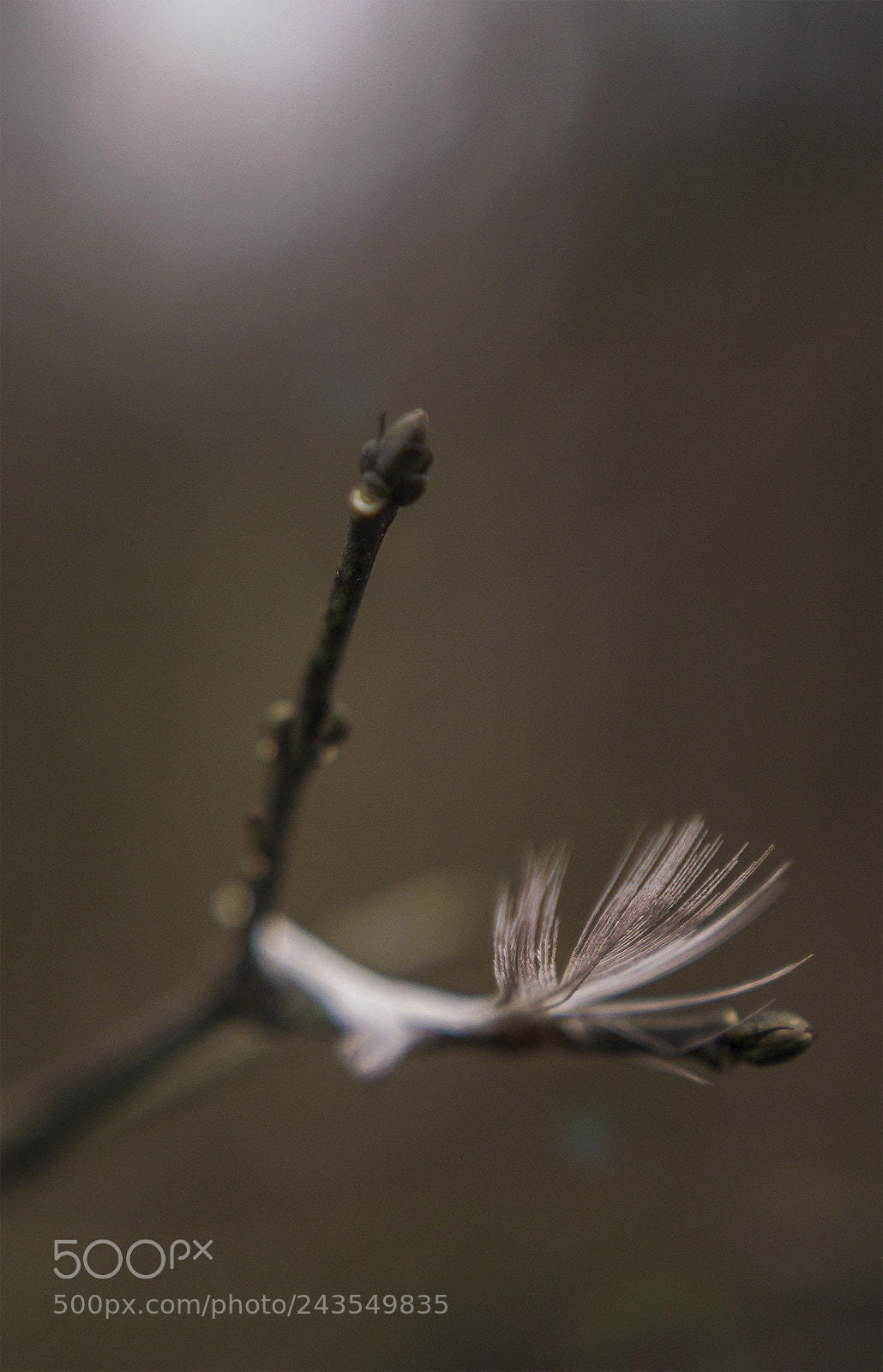 Sony SLT-A65 (SLT-A65V) sample photo. Fly photography