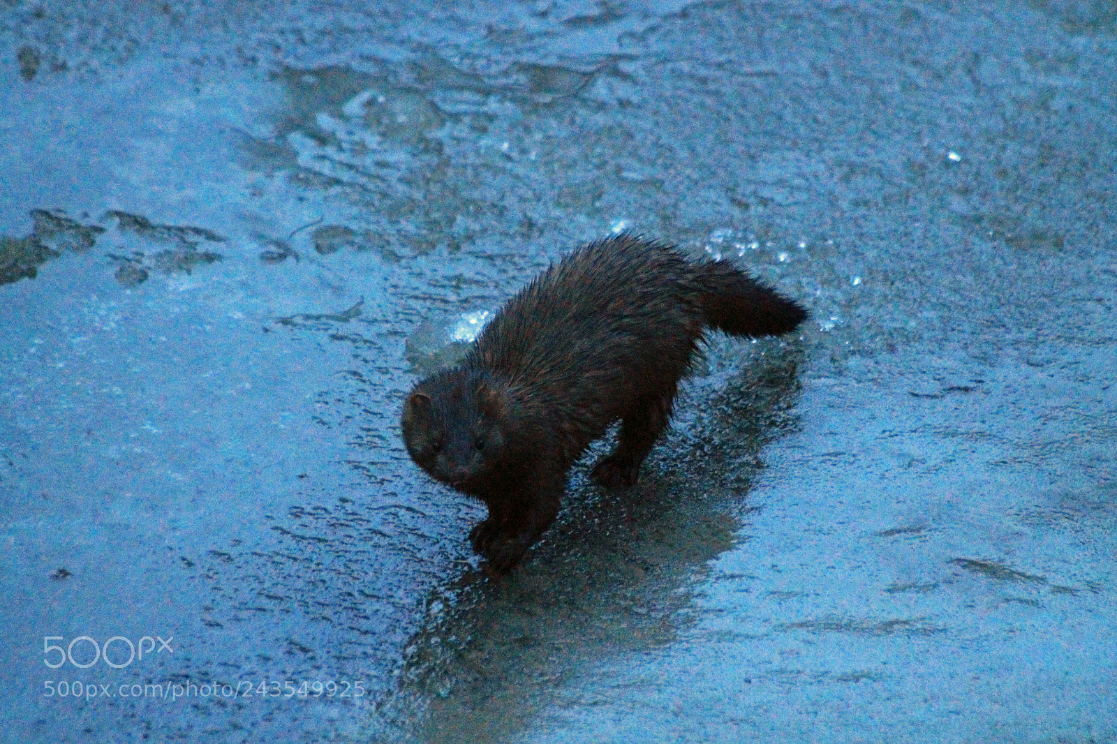 Canon EOS 1100D (EOS Rebel T3 / EOS Kiss X50) sample photo. American mink photography