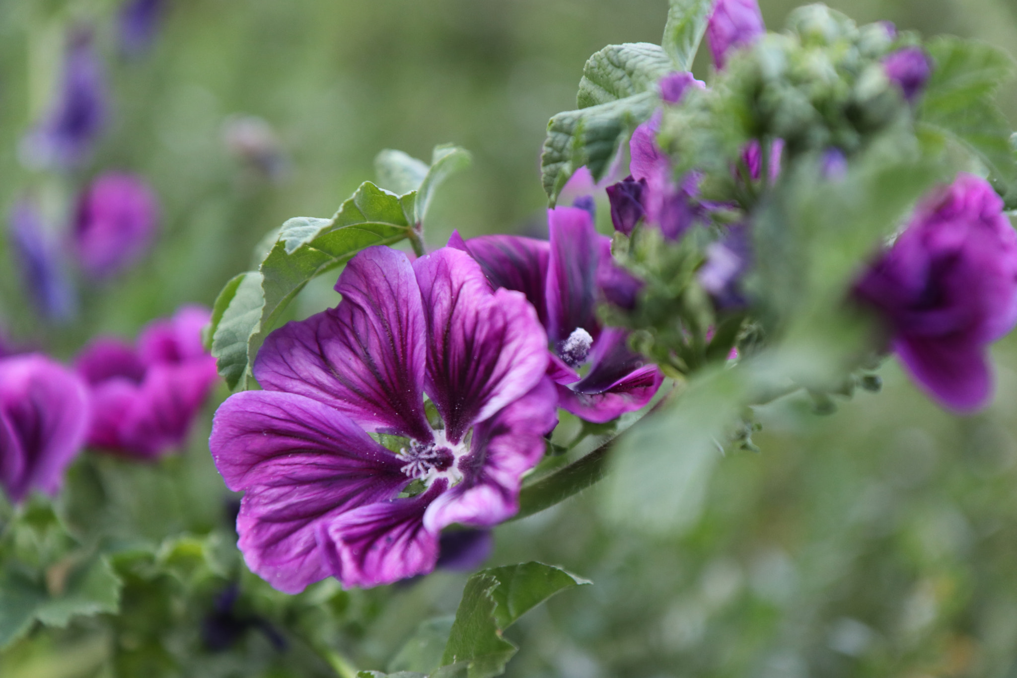 Canon EF-S 17-55mm F2.8 IS USM sample photo. Nature photography
