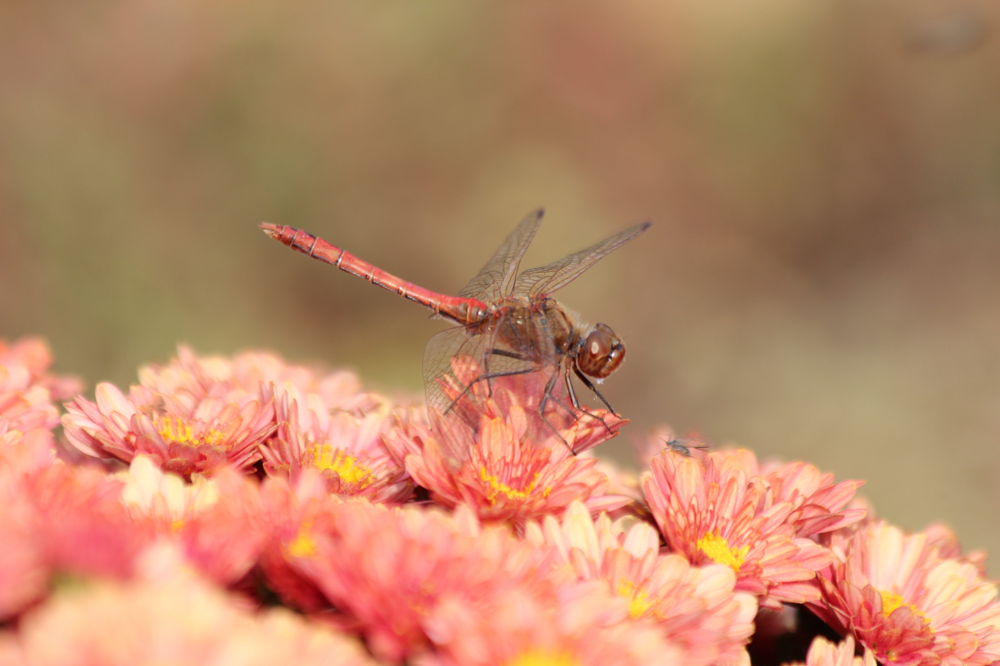 Canon EF 70-300mm F4-5.6 IS USM sample photo. Dragonfly photography