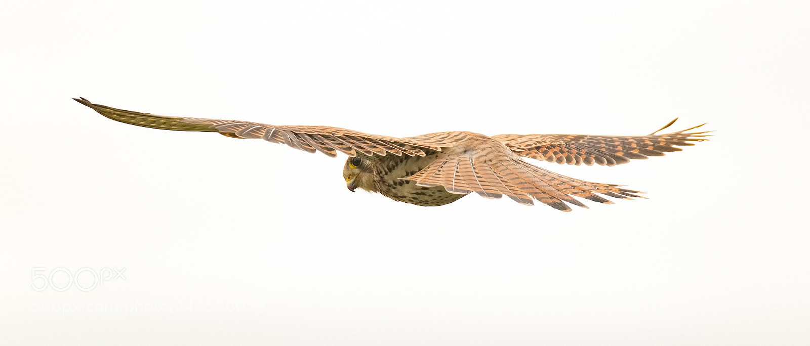 Canon EOS 7D Mark II sample photo. Kestrel full wing spread photography