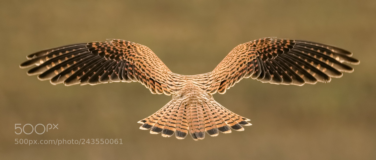 Canon EOS 7D Mark II sample photo. Kestrel full wing spread photography