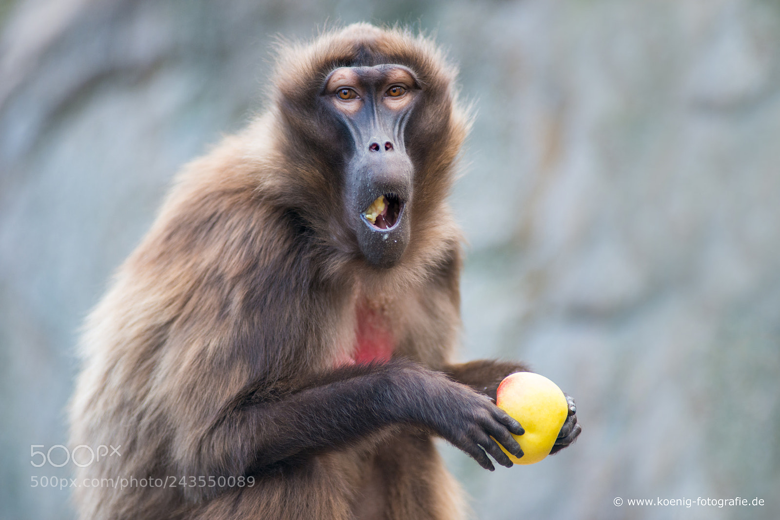 Nikon D800 sample photo. Monkey meal photography