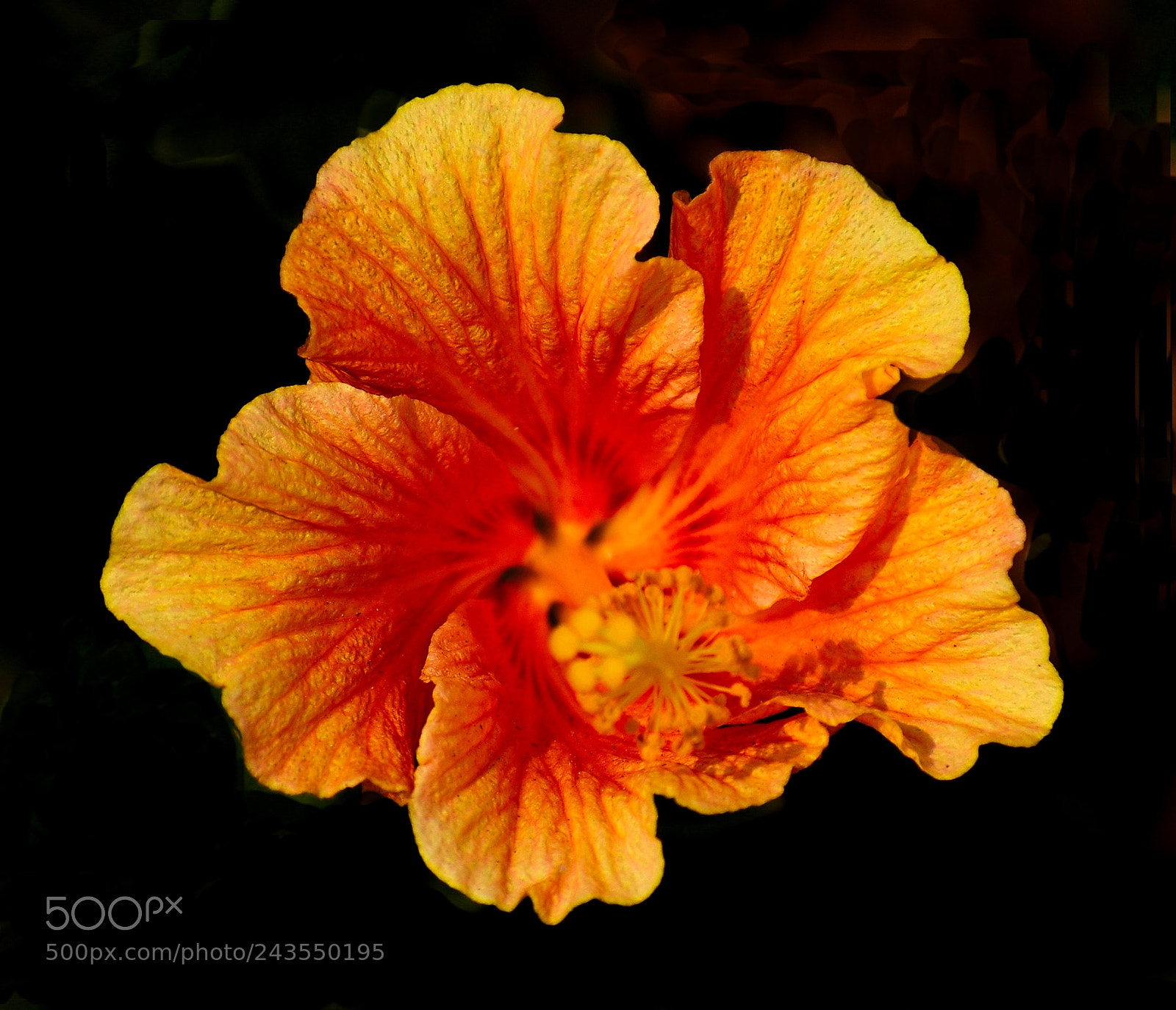 Nikon D7200 sample photo. Gold hibiscus flower photography