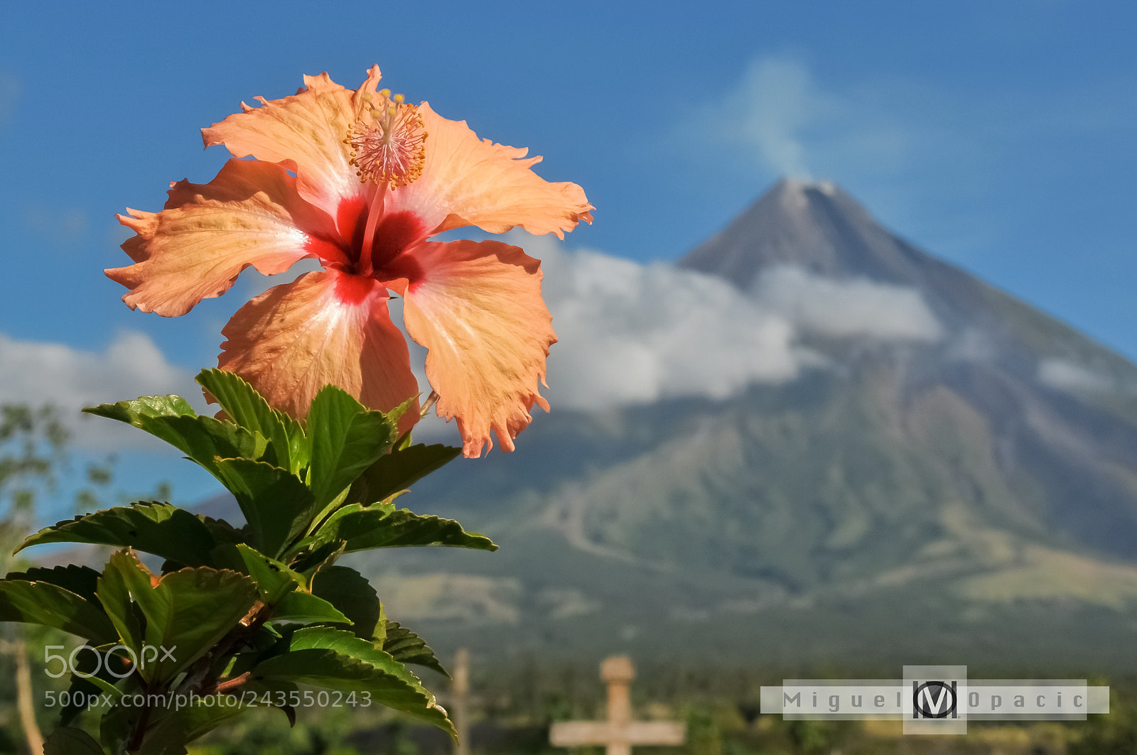 Nikon D300 sample photo. Cayenne flower photography