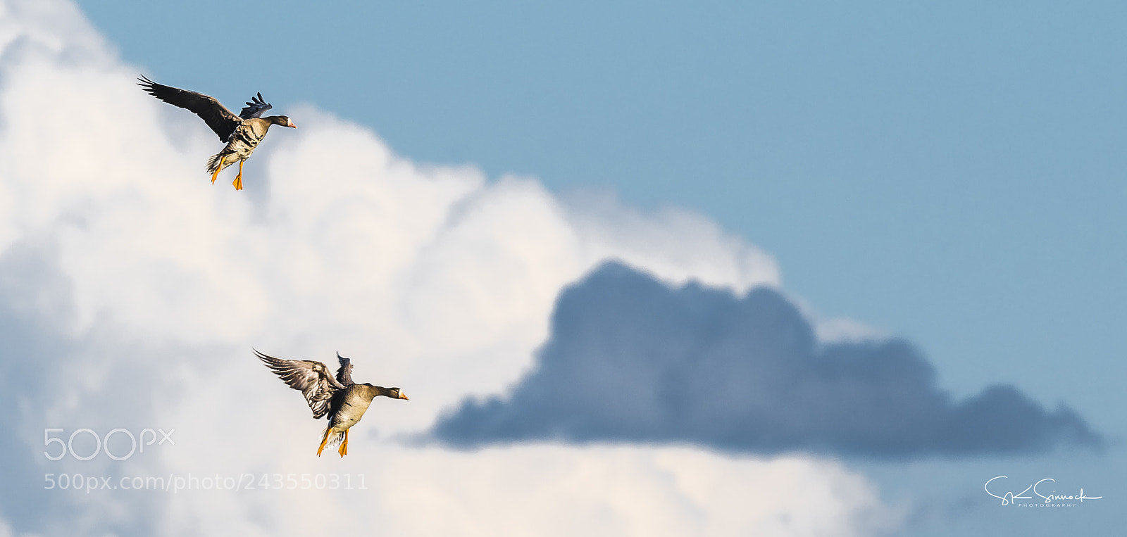 Nikon D850 sample photo. Greater white fronted geese photography