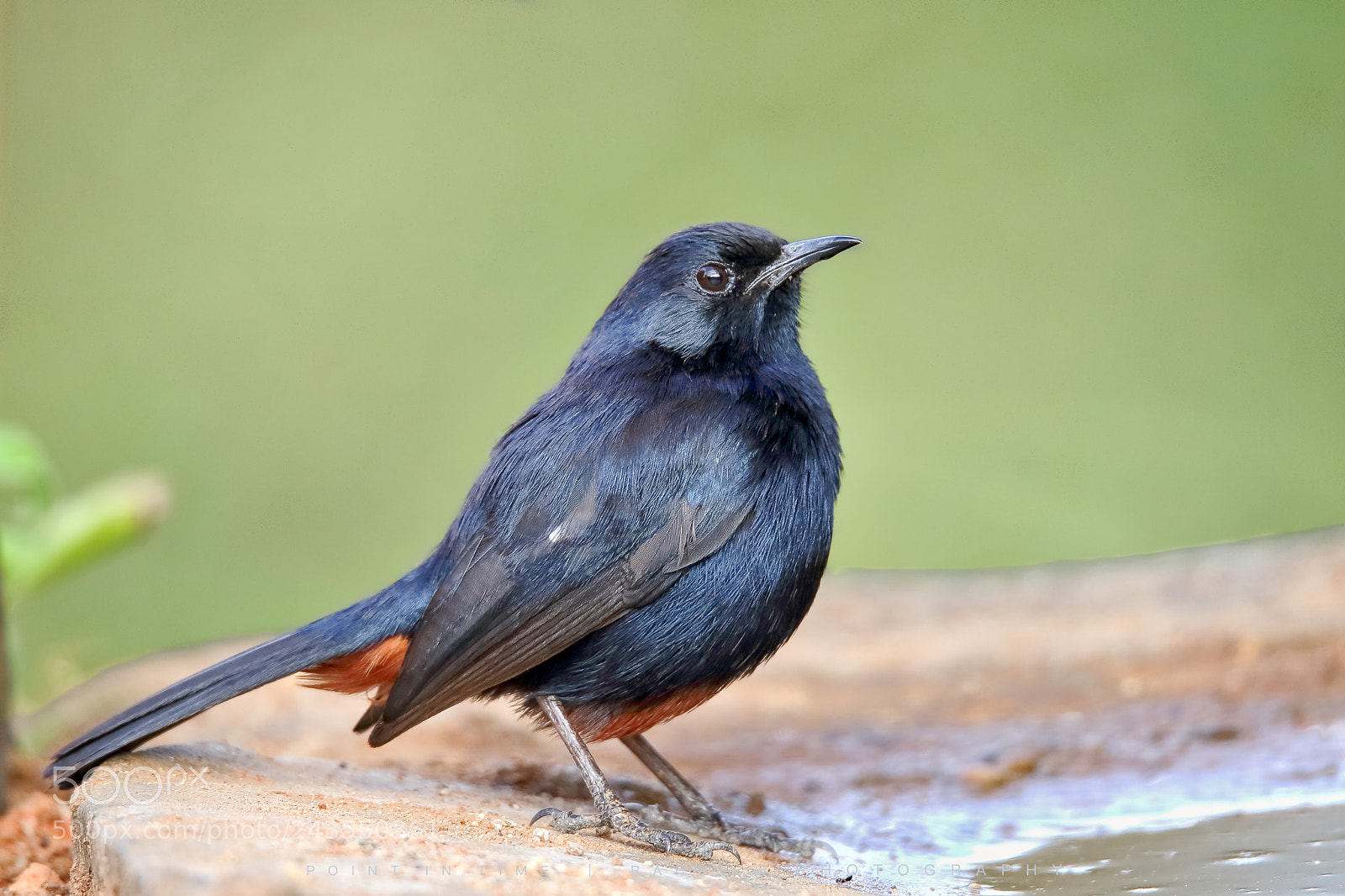Canon EOS 7D Mark II sample photo. Indian robin photography