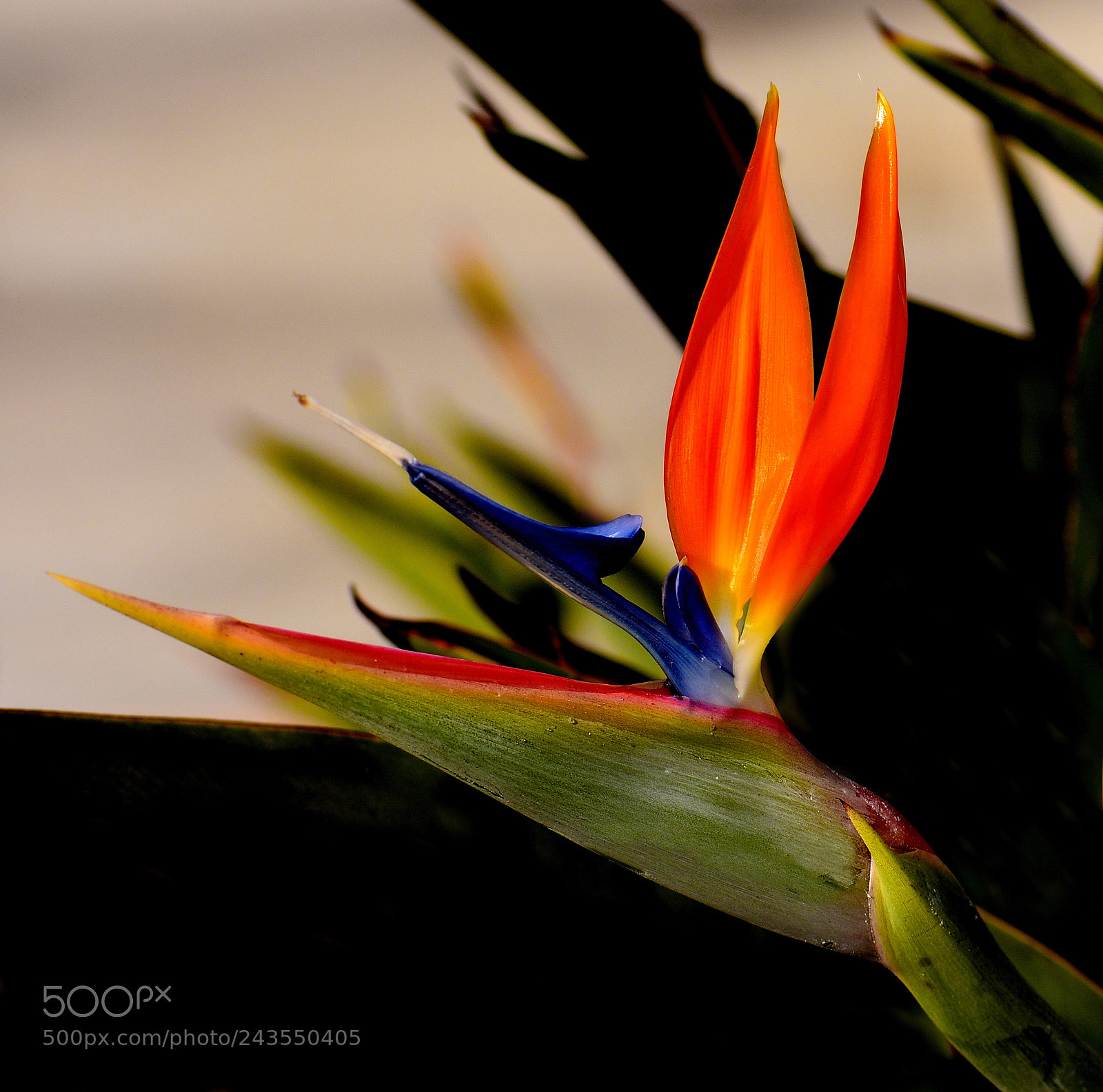 Nikon D7200 sample photo. Bird of paradise flower photography