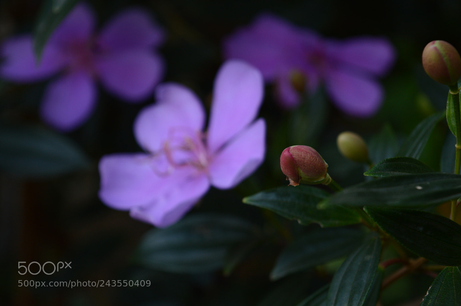 Nikon D3200 sample photo. Untitled photography