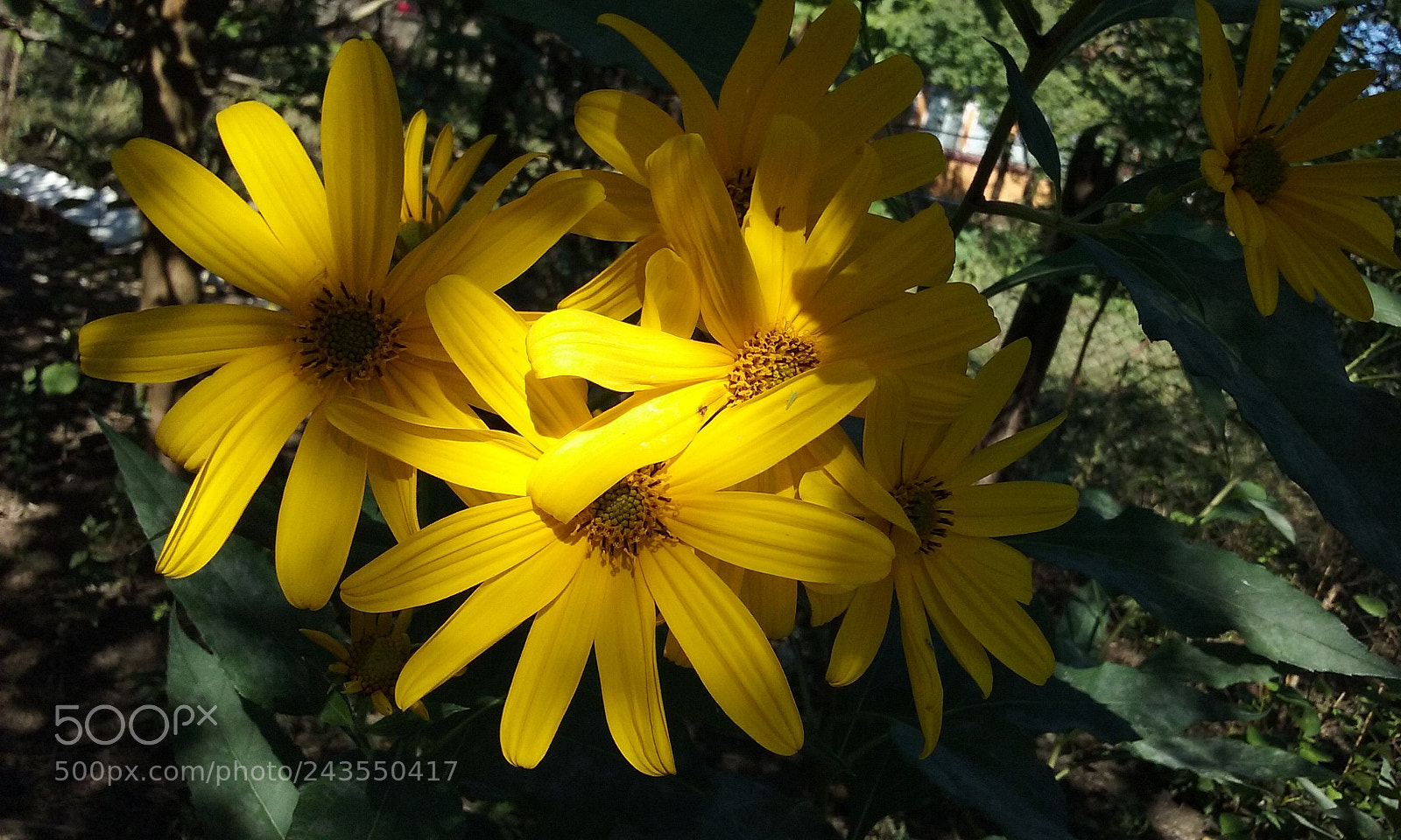 Samsung Galaxy Core Prime sample photo. Yellow flowers photography