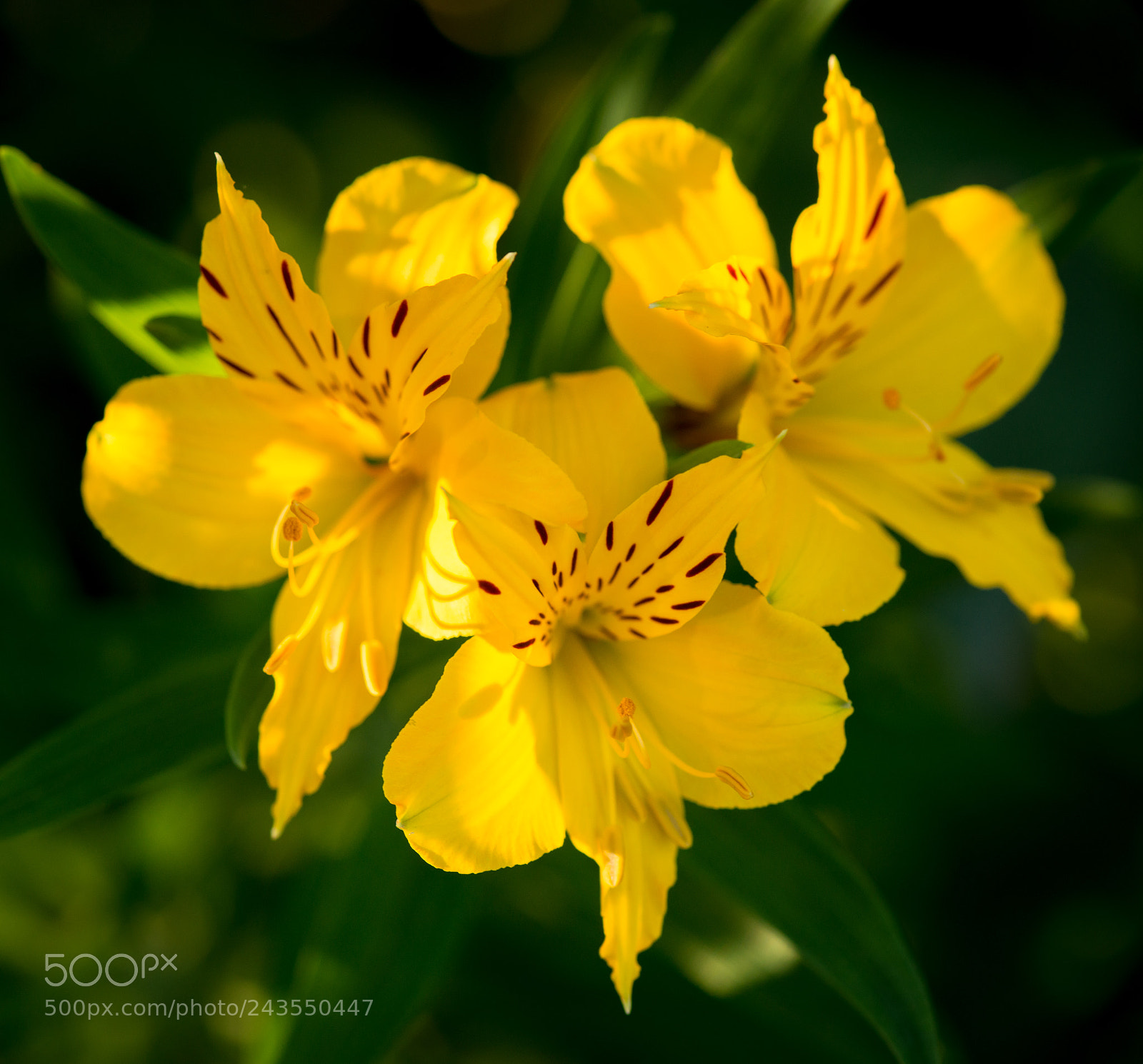 Nikon D800 sample photo. Tiger lillies photography