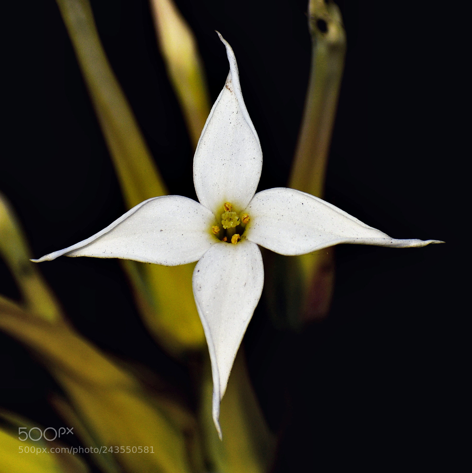 Nikon D7200 sample photo. White star flower photography