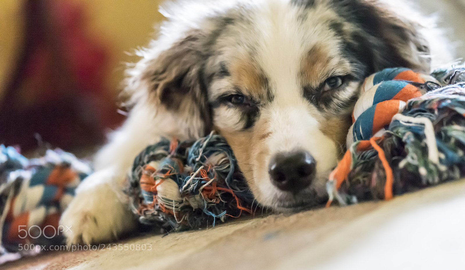 Sony a7 sample photo. Joke of the day photography