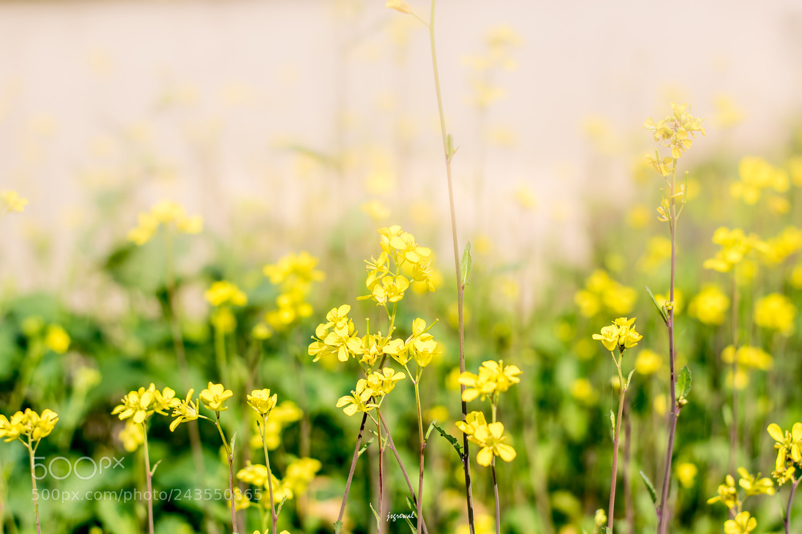 Nikon D5500 sample photo. Basant photography