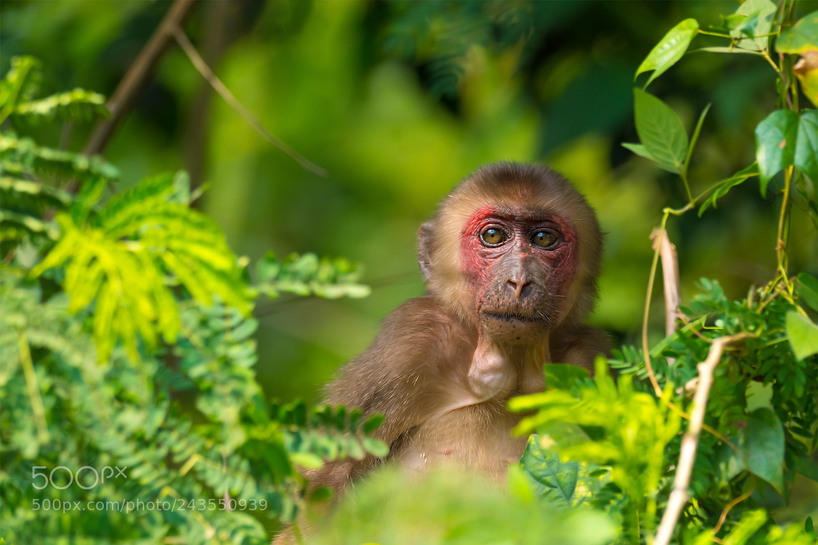 Olympus OM-D E-M1 Mark II sample photo. Thailand | beared macaque photography