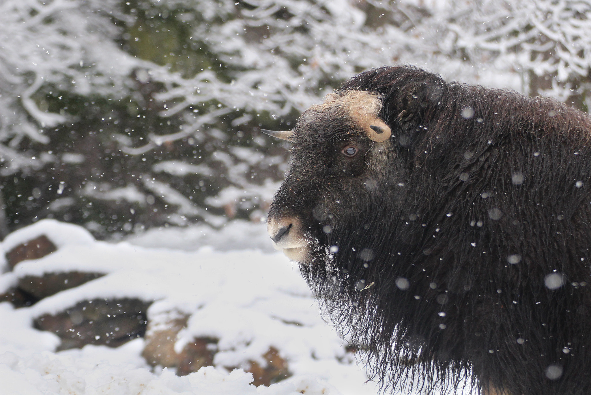 Canon EOS 100D (EOS Rebel SL1 / EOS Kiss X7) + Tamron SP 35mm F1.8 Di VC USD sample photo. Barren ground muskox (ovibos moschatus moschatus) photography