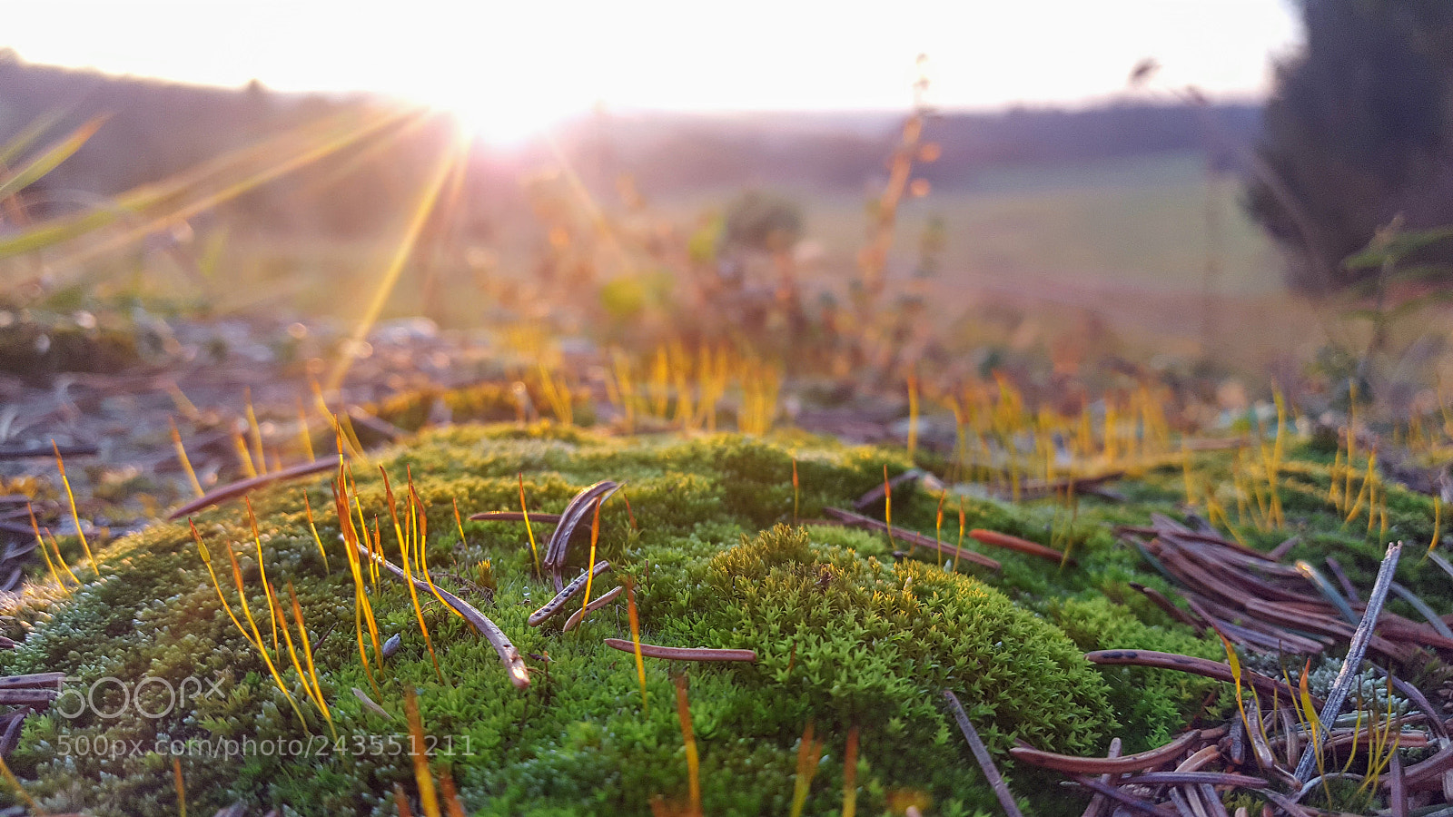 Samsung GALAXY S6 edge sample photo. Untitled photography