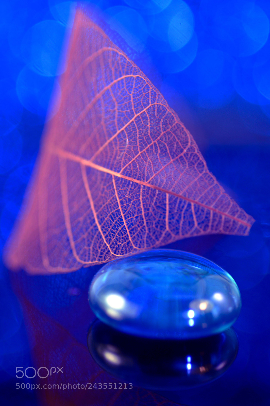 Nikon D3200 sample photo. Mr. blue... photography