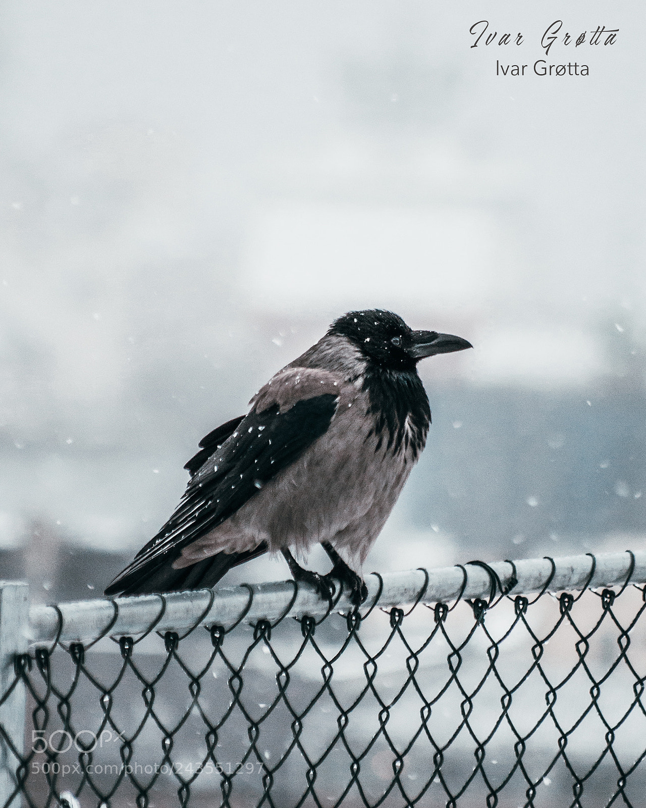 Nikon D5000 sample photo. Bird. photography