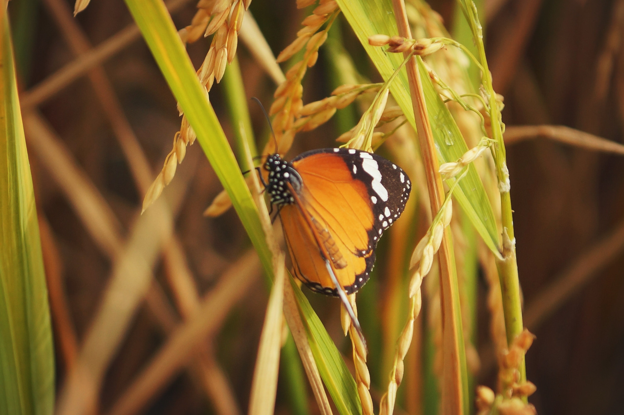 Sony DT 16-105mm F3.5-5.6 sample photo. Untitled photography