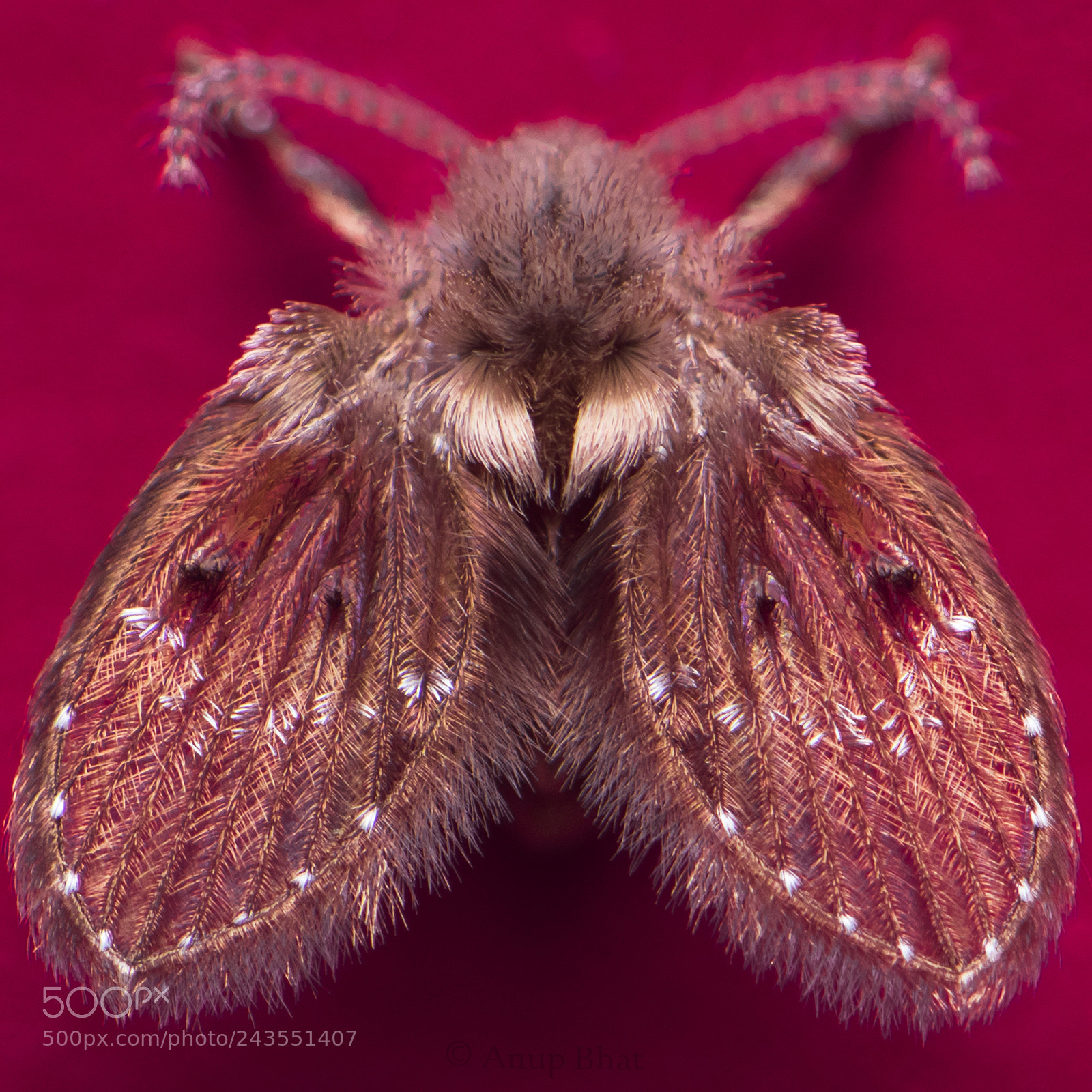 Nikon D810 sample photo. Moth fly photography