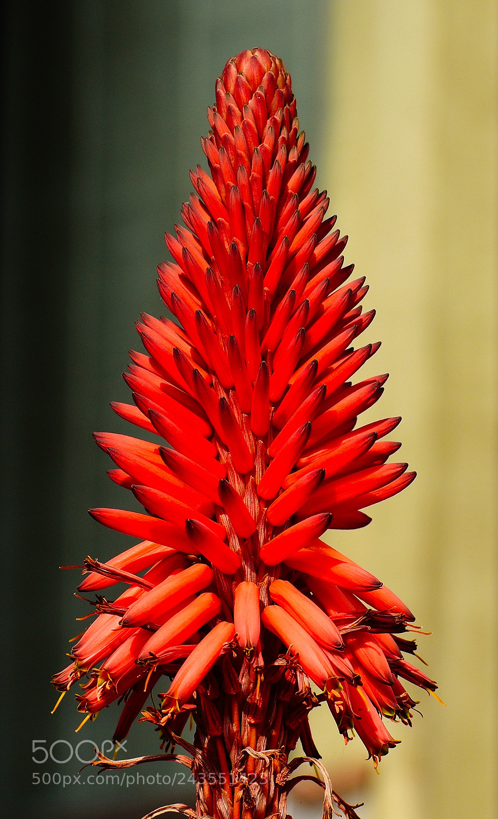 Nikon D7200 sample photo. Red beach flower photography