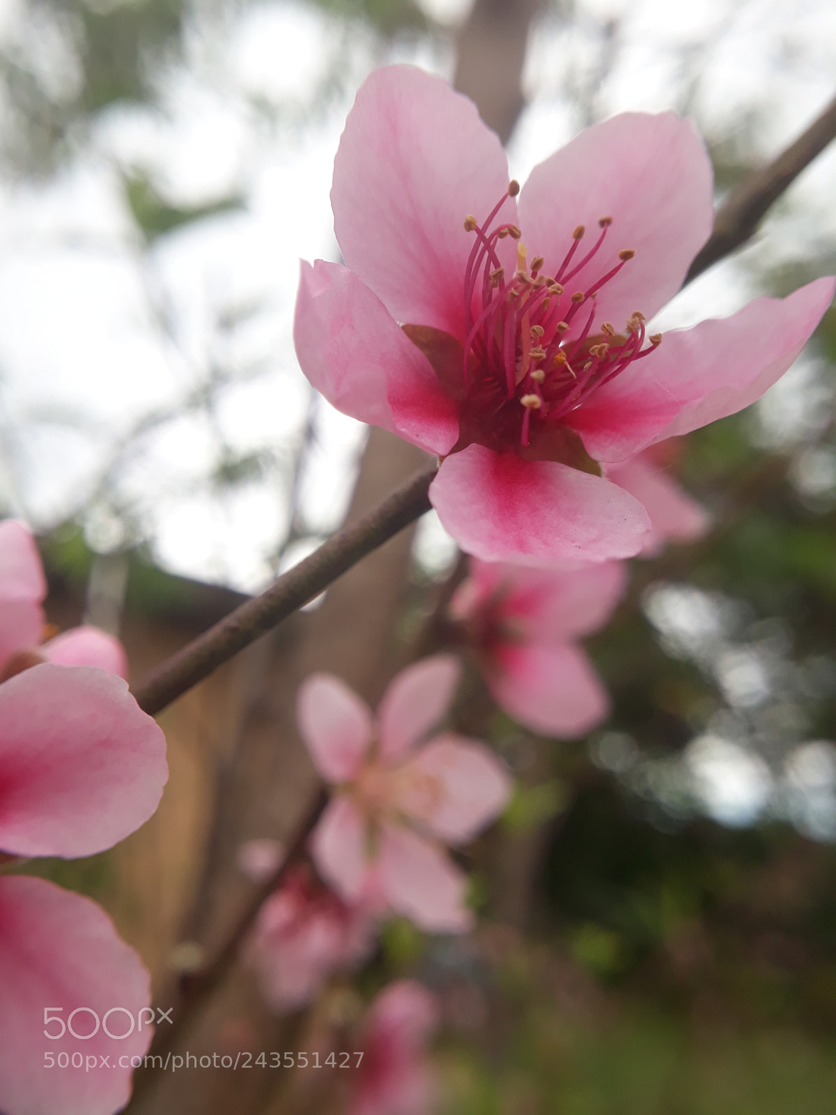 Samsung Galaxy J7 Prime sample photo. A simple pink flower photography