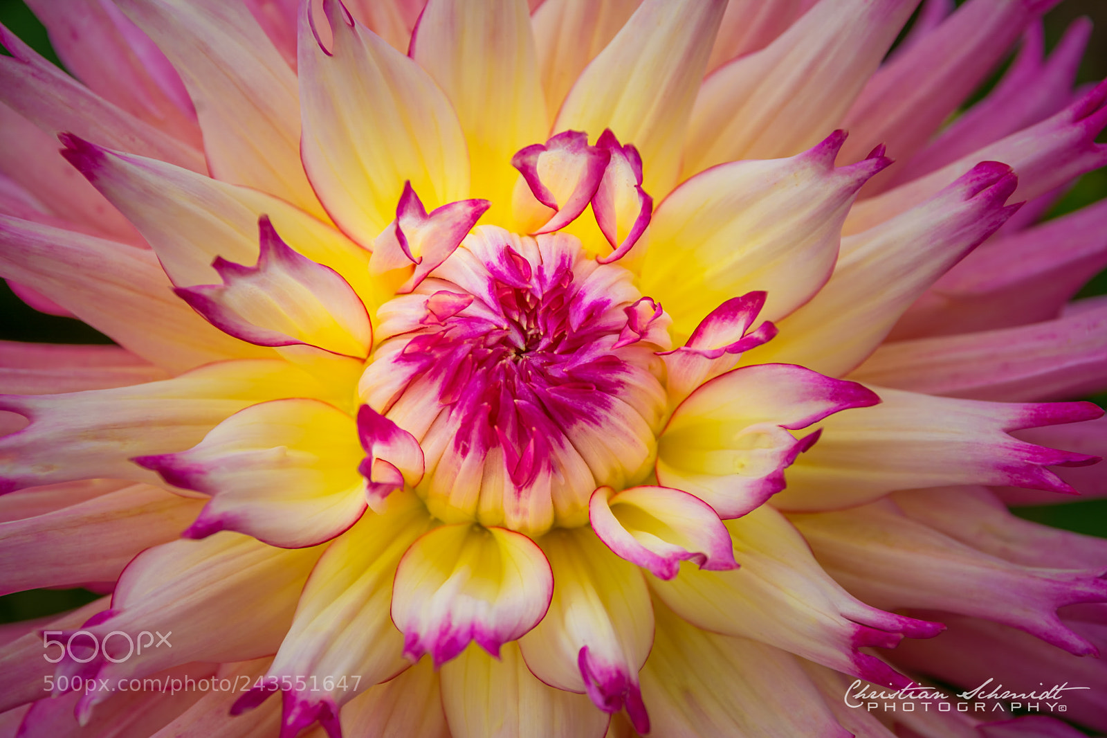 Nikon D7100 sample photo. Dahlia - electric flash photography