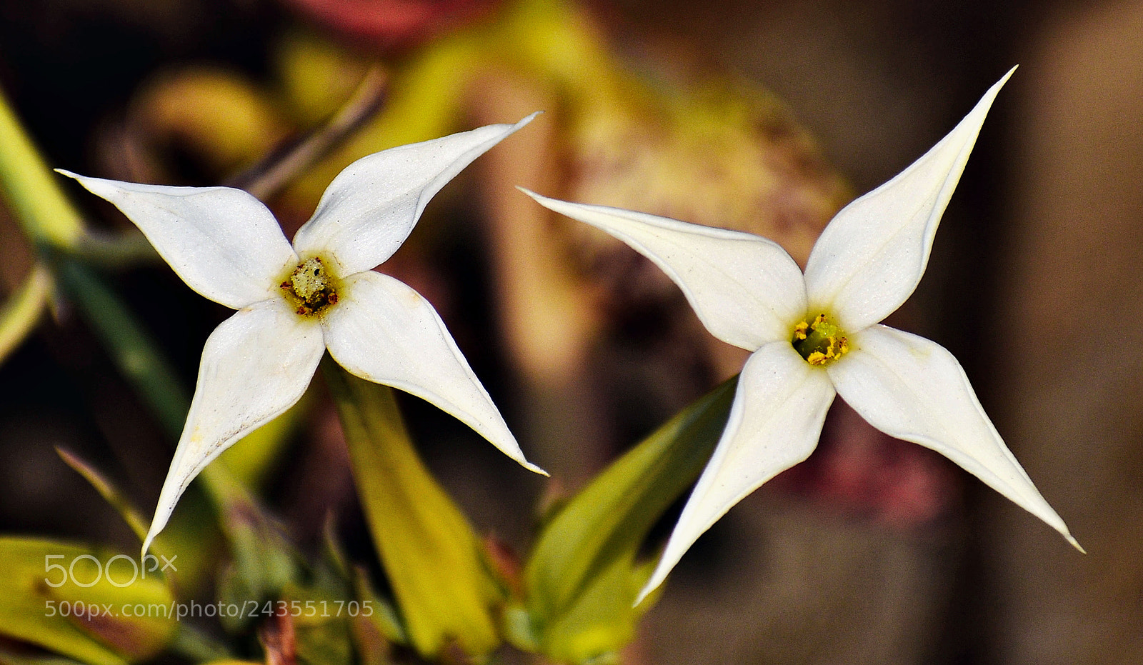Nikon D7200 sample photo. Two white star flowers photography