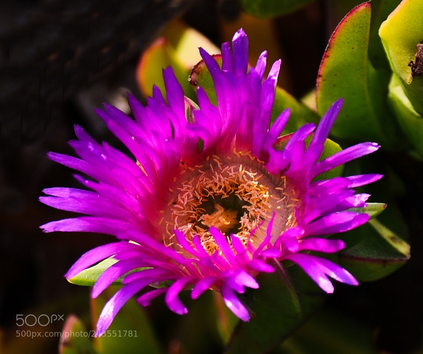 Nikon D7200 sample photo. Purple dandelion flower photography