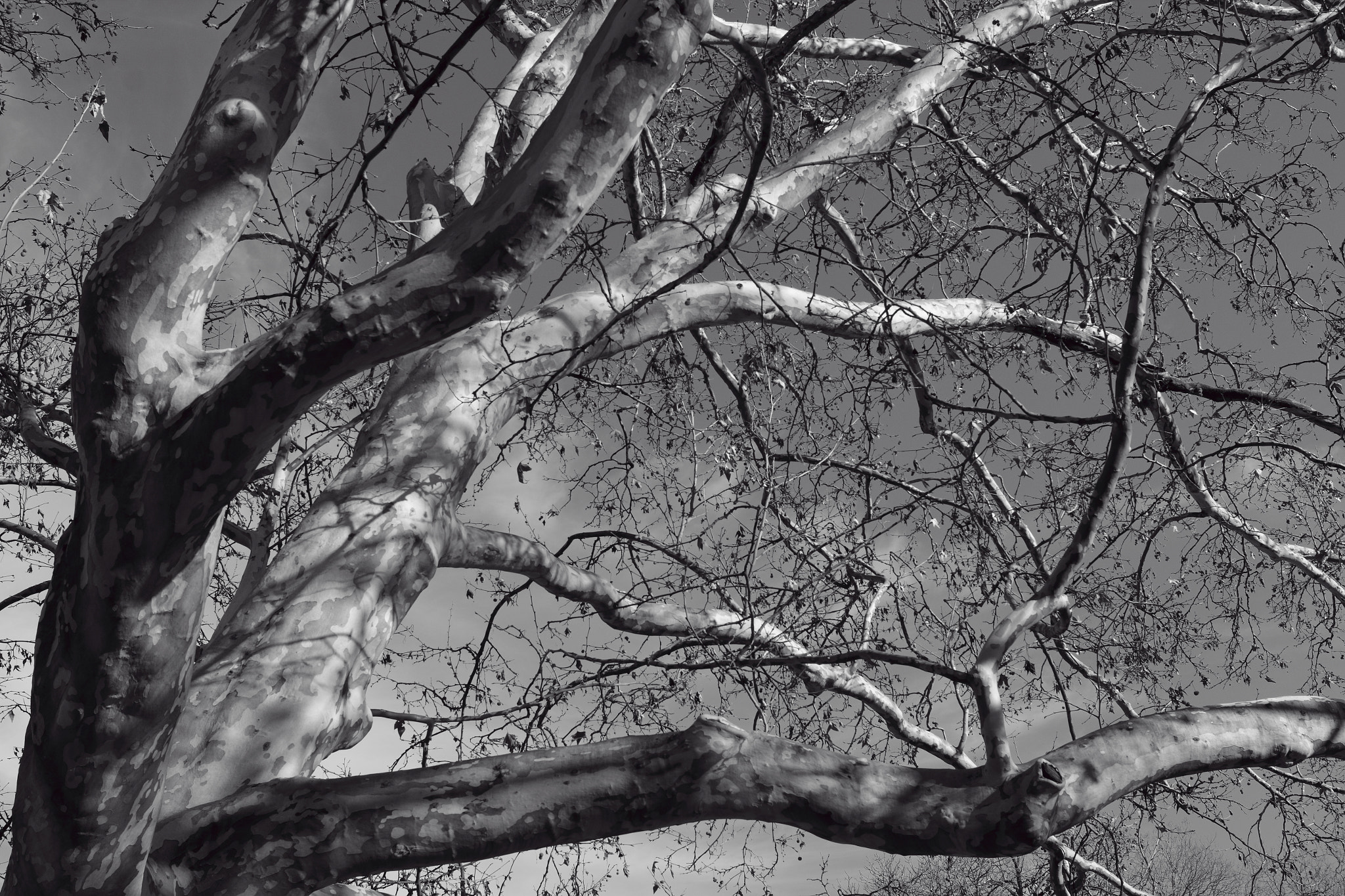 Canon EF-S 24mm F2.8 STM sample photo. A fragment of platanus photography