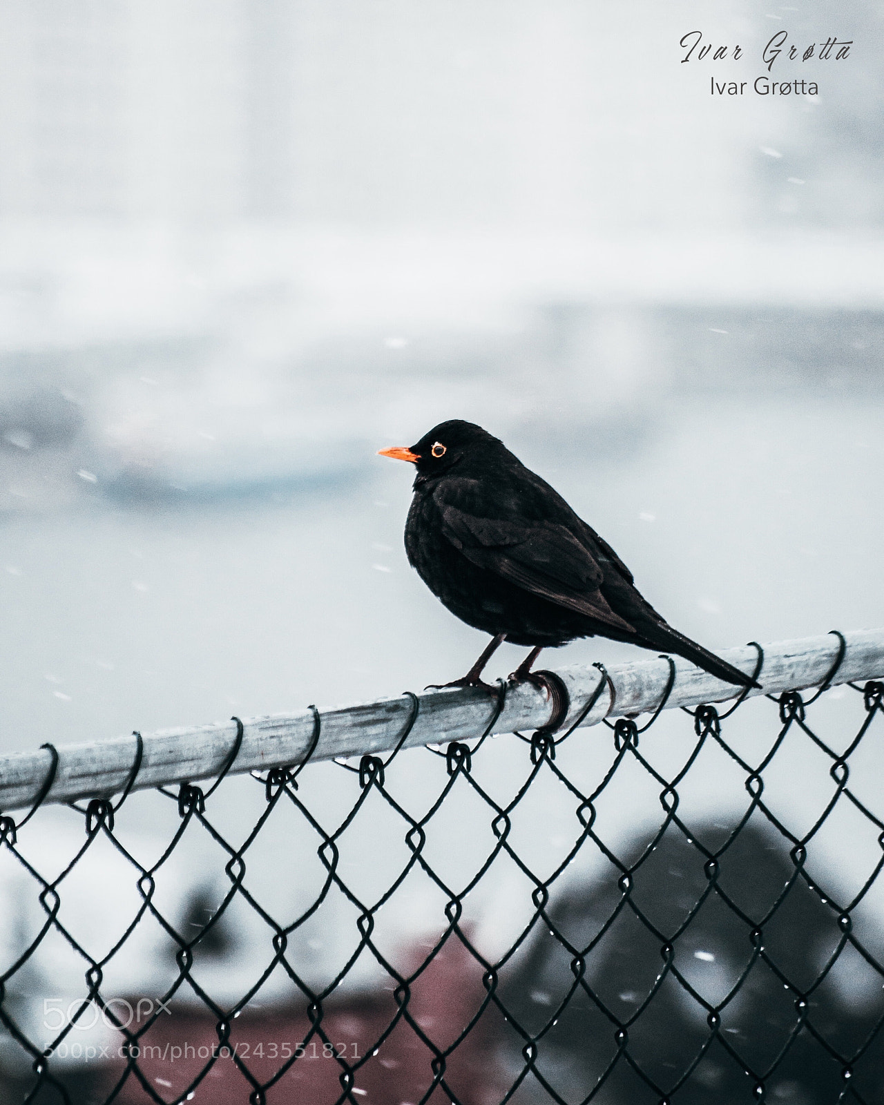 Nikon D5000 sample photo. Birds in bergen, norway photography