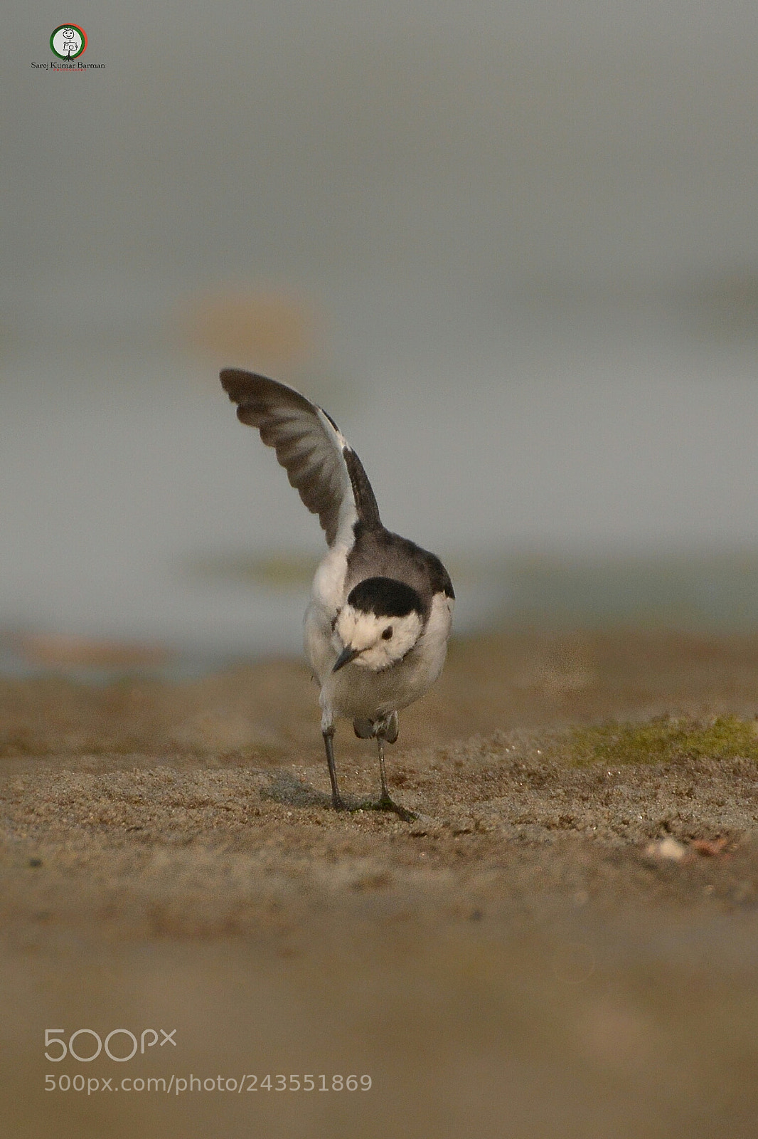 Nikon D7100 sample photo. White wagtail photography