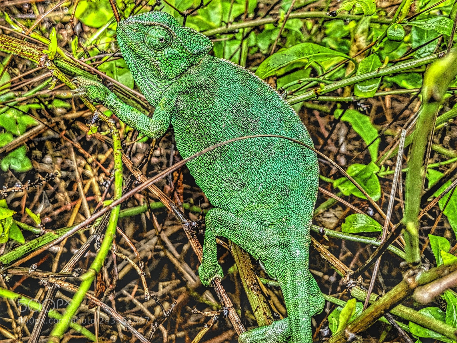 Google Pixel 2 XL sample photo. Img_20180123_084507-01.jpg photography