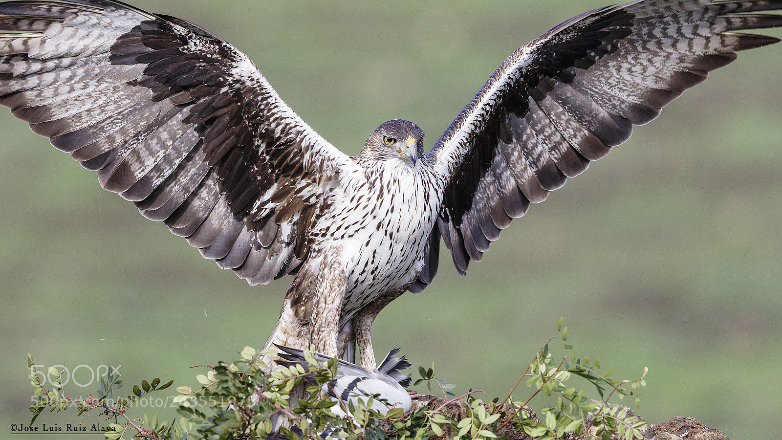 Canon EOS 7D Mark II sample photo. Aguila-azor perdicera(hoeraaetus faciatus) photography