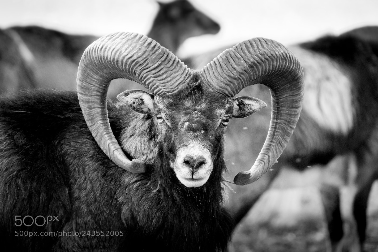 Sony SLT-A77 sample photo. Mouflon portrait (mc) photography