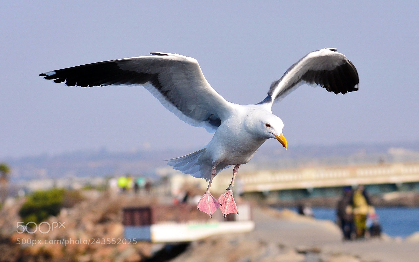 Nikon D7200 sample photo. Seagull in the marina photography