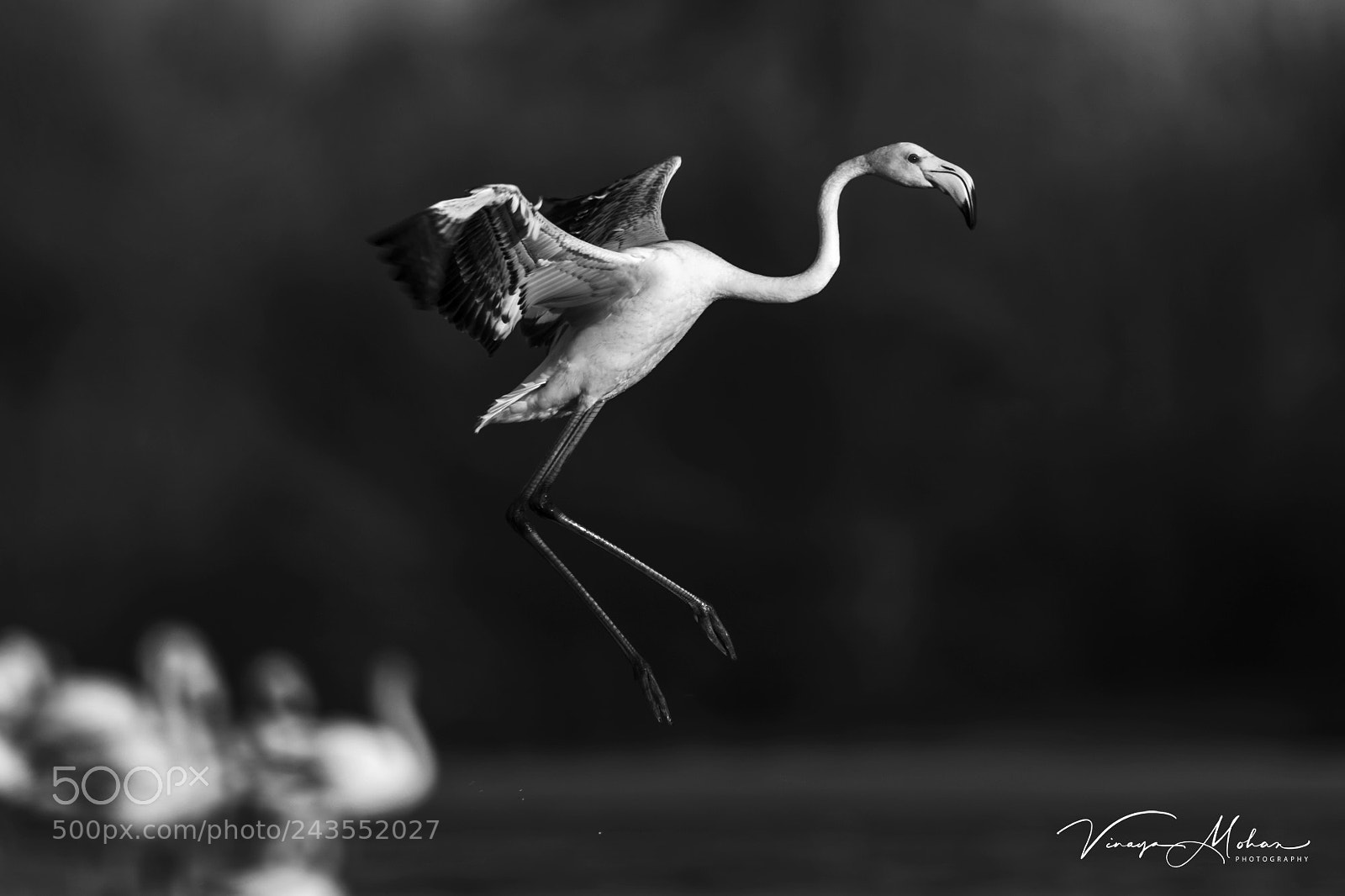 Nikon D4S sample photo. Flamingo photography