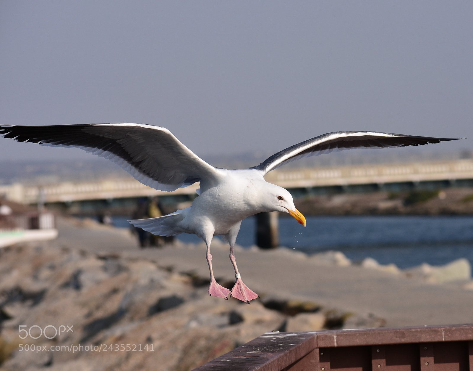 Nikon D7200 sample photo. Seagull in the marina photography