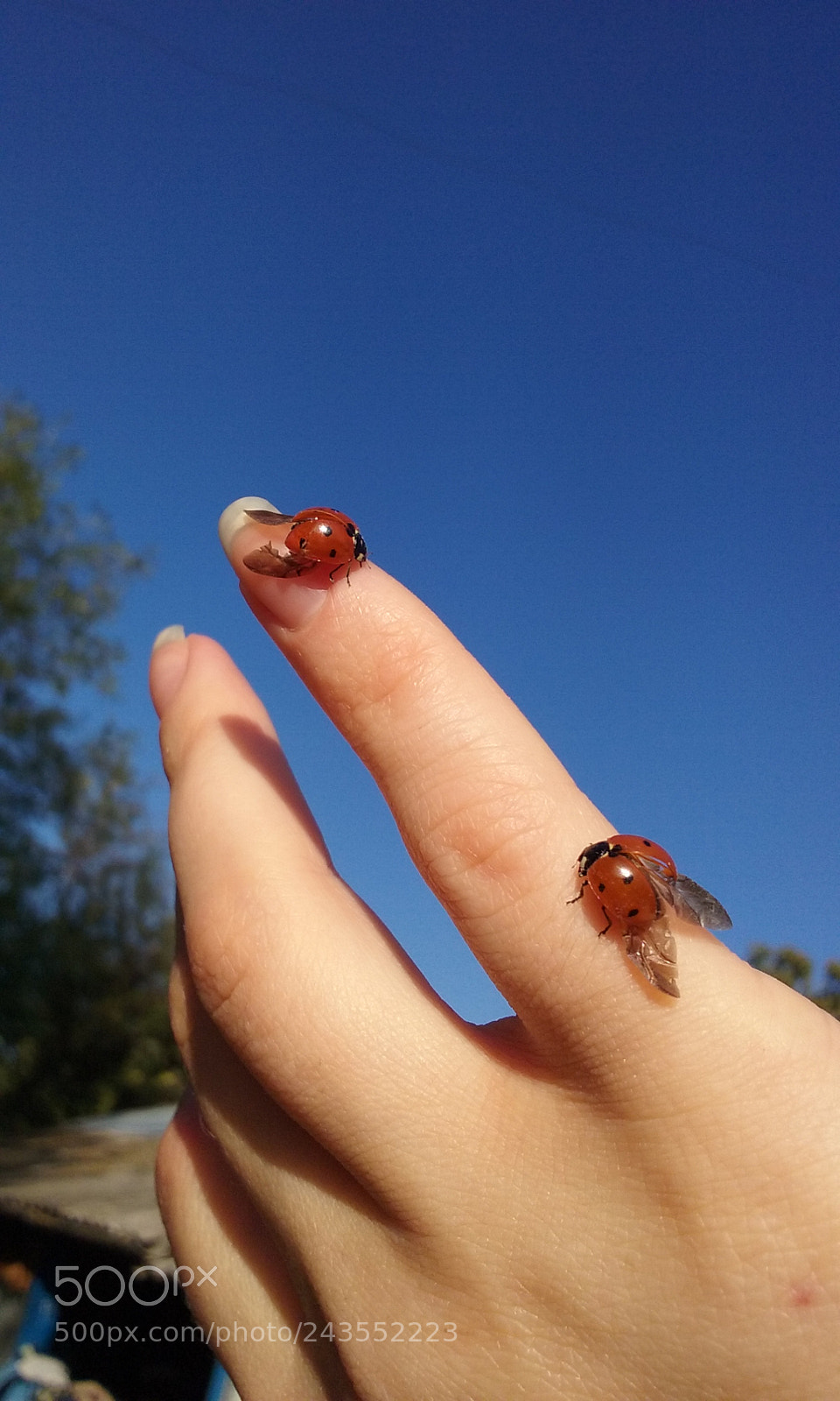 Samsung Galaxy Core Prime sample photo. Ladybugs photography