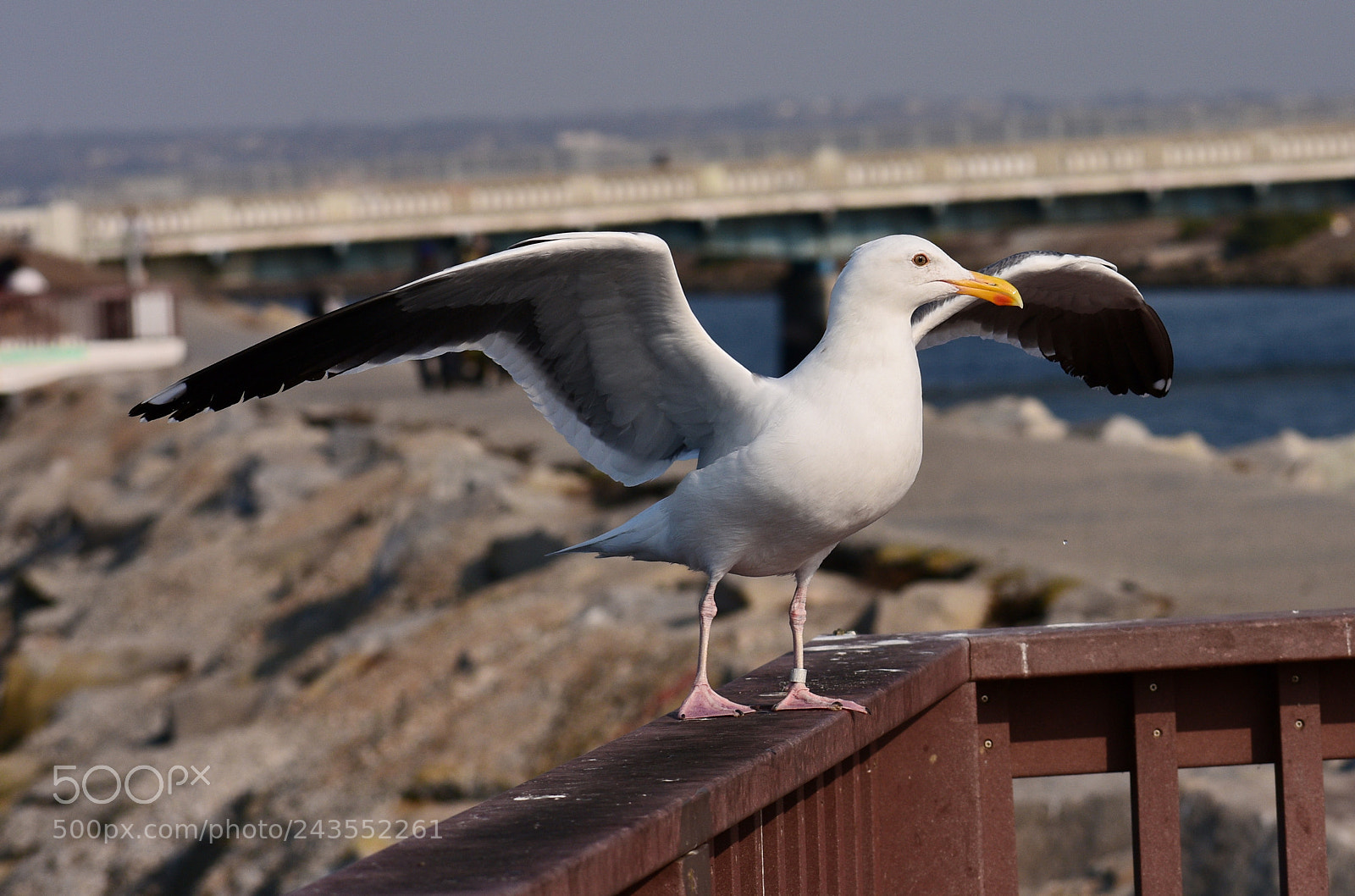 Nikon D7200 sample photo. Seagull in the marina photography
