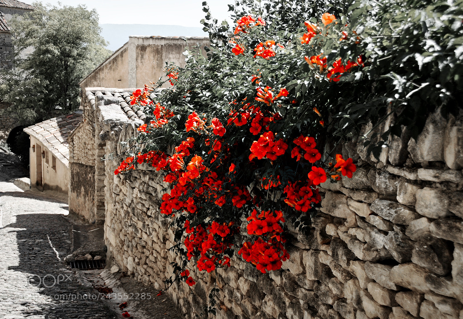 Nikon D300S sample photo. Incredibly red photography
