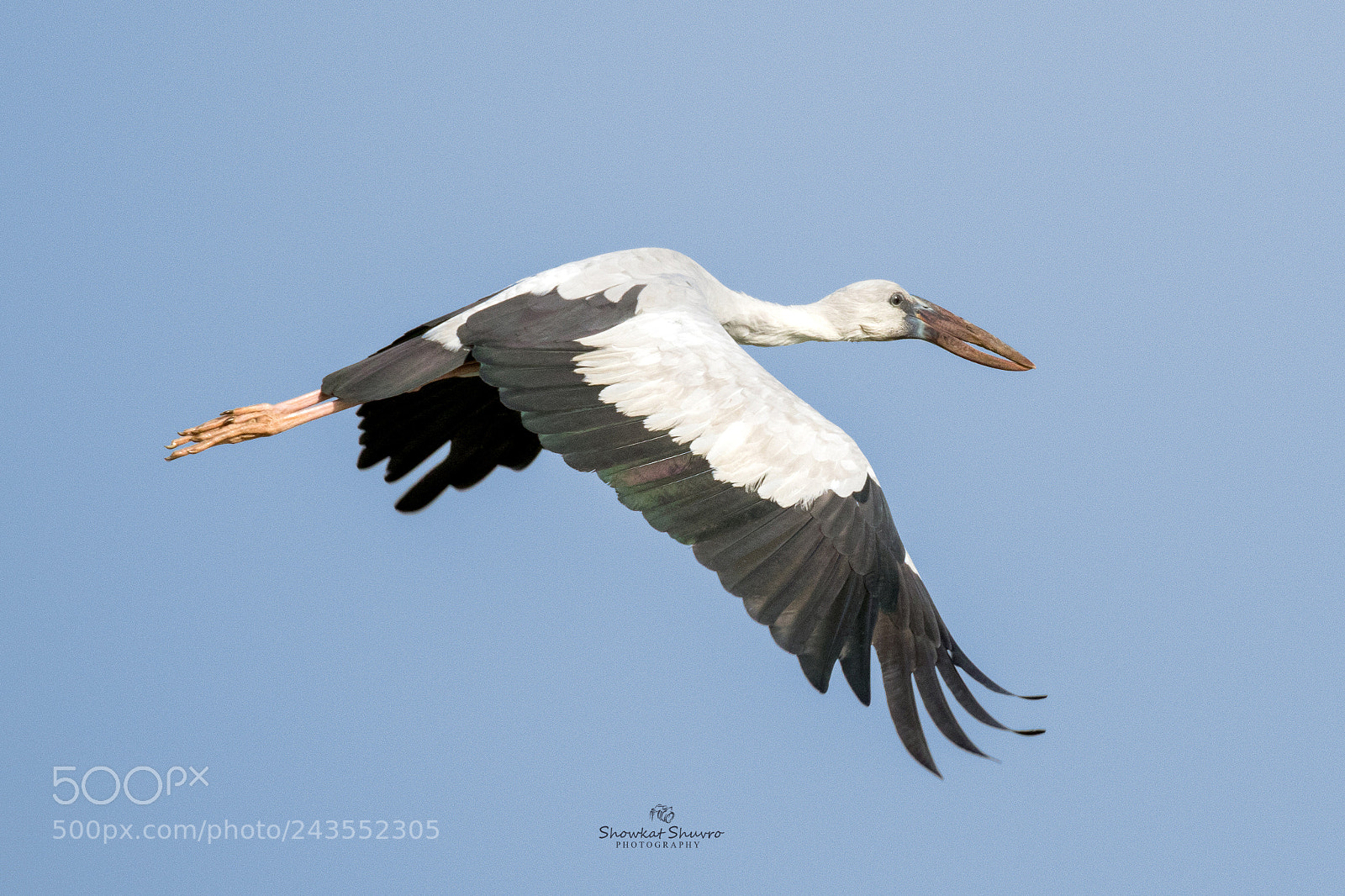 Canon EOS 7D Mark II sample photo. Asian openbill photography