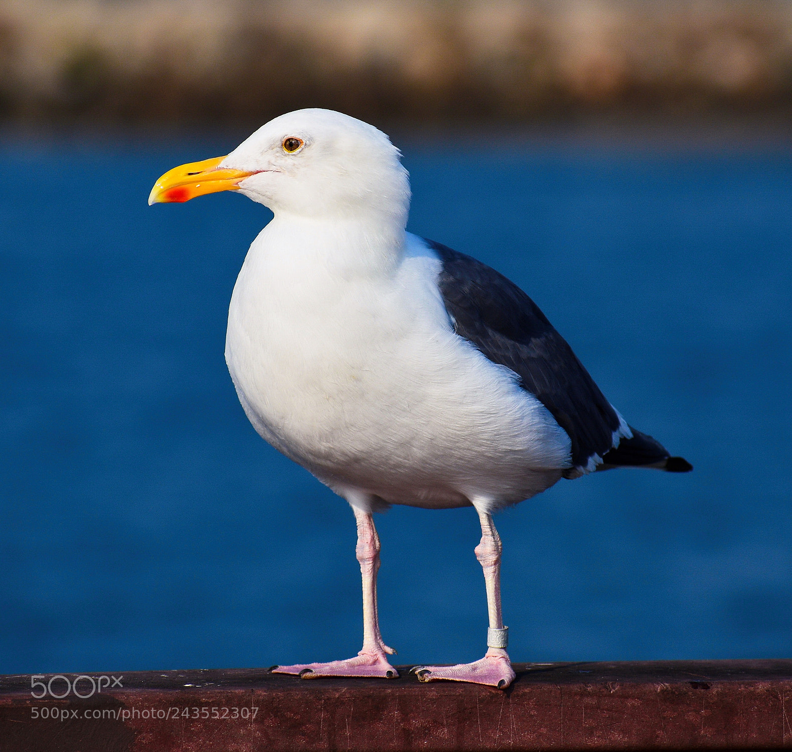 Nikon D7200 sample photo. Seagull portrait photography