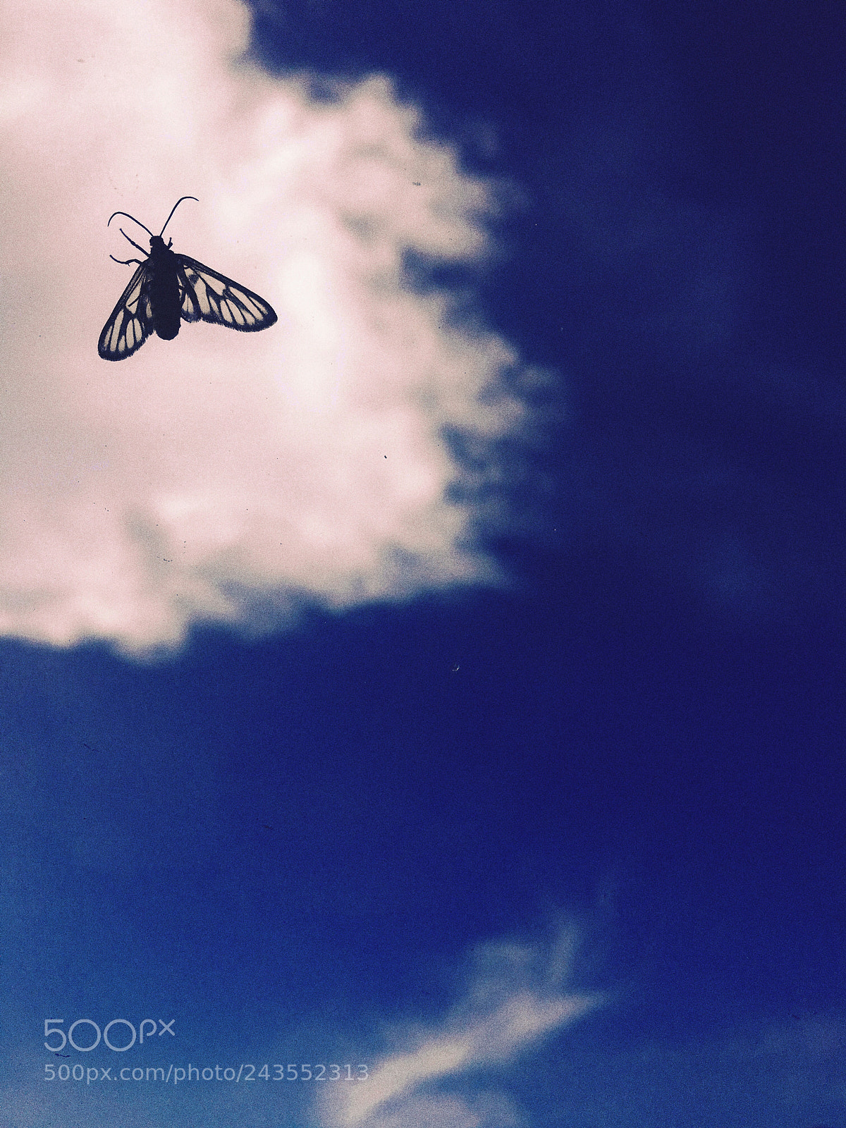 Apple iPhone 6s Plus sample photo. Untitled photography
