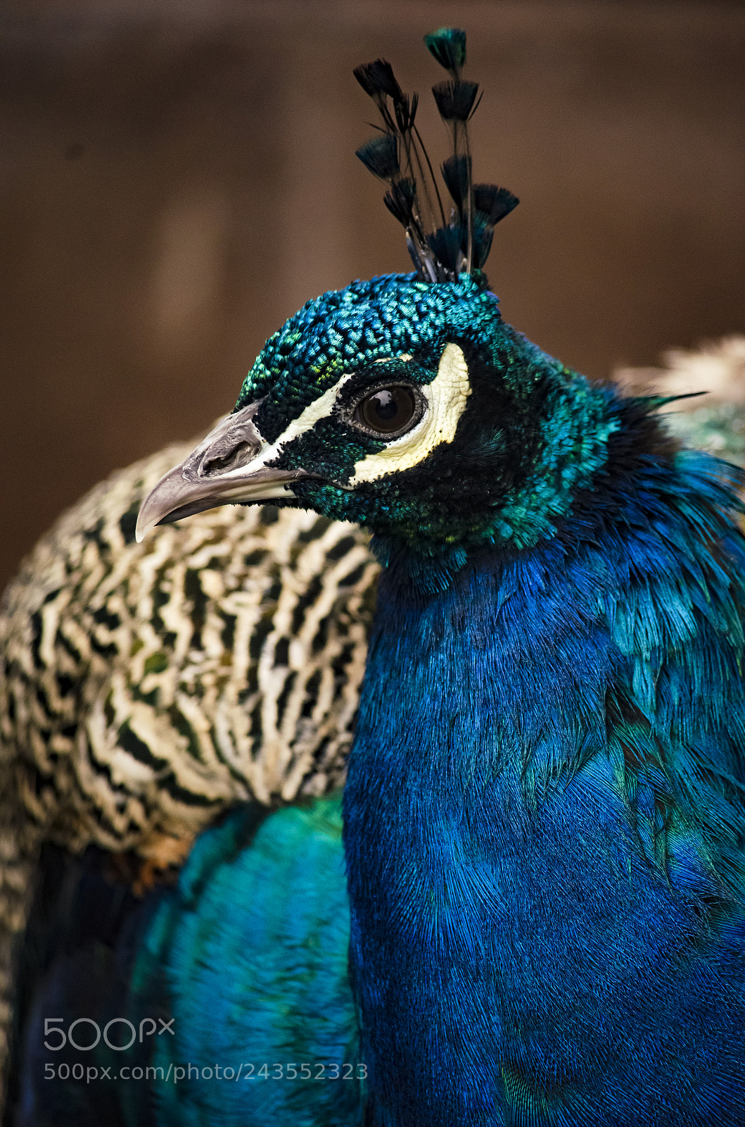 Nikon D5100 sample photo. Peacock photography
