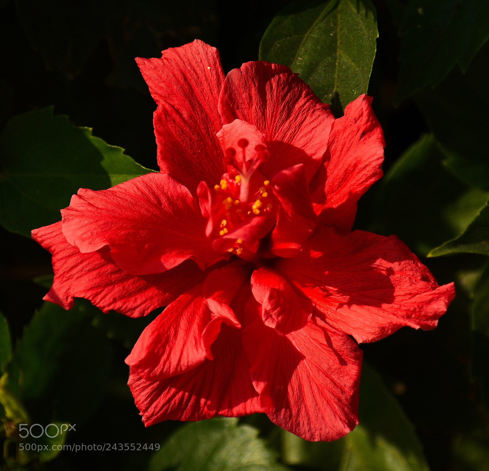 Nikon D7200 sample photo. Red hibiscus flower photography